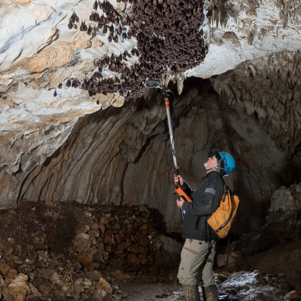 Projet Chiroptères Cavernicoles